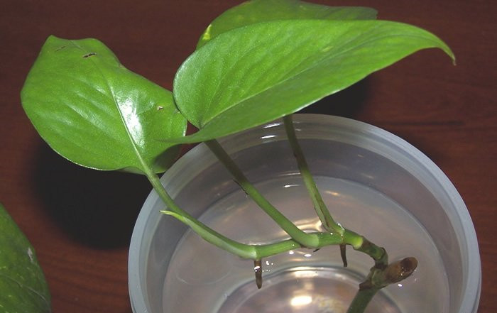 绿萝属阴性植物,忌阳光直射,喜欢水,掐枝杈可直接置于水中养植.