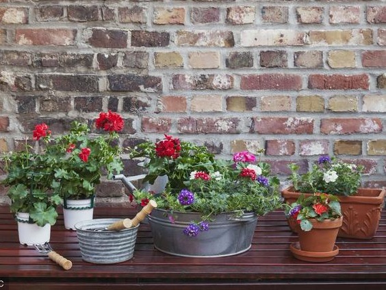 花卉位置擺放影響家居風水 你家的花卉擺放位置對嗎？